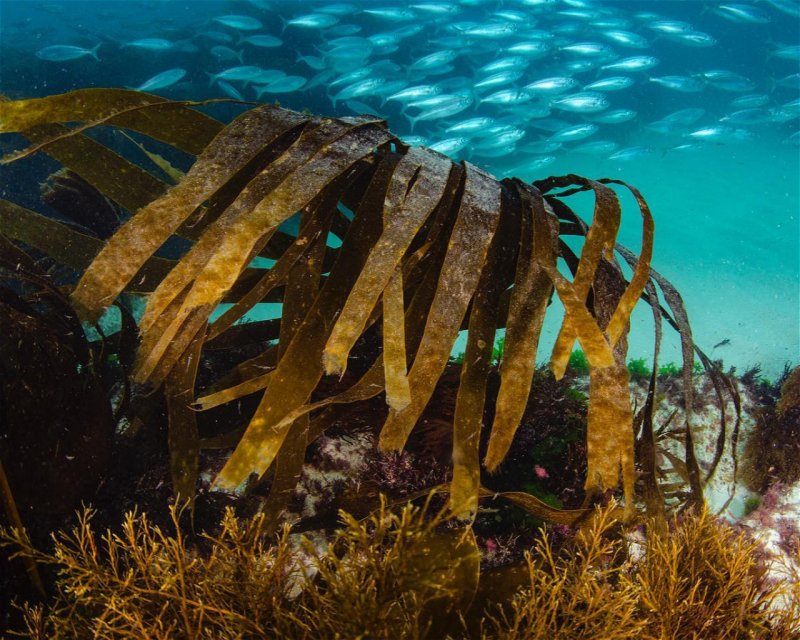 Divesite Image