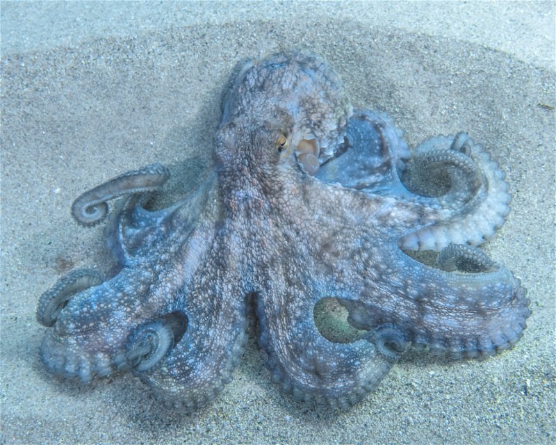 Divesite Image