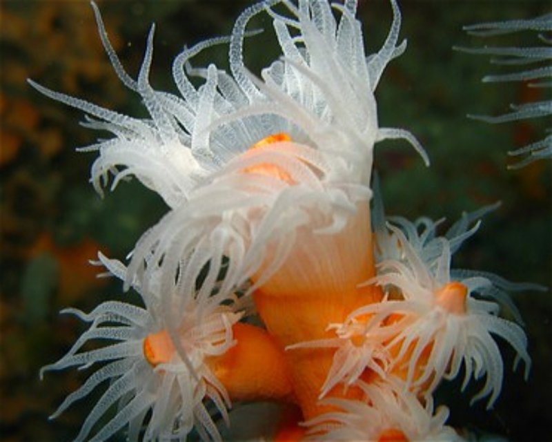 Divesite Image