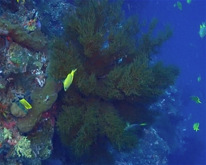 Divesite Image