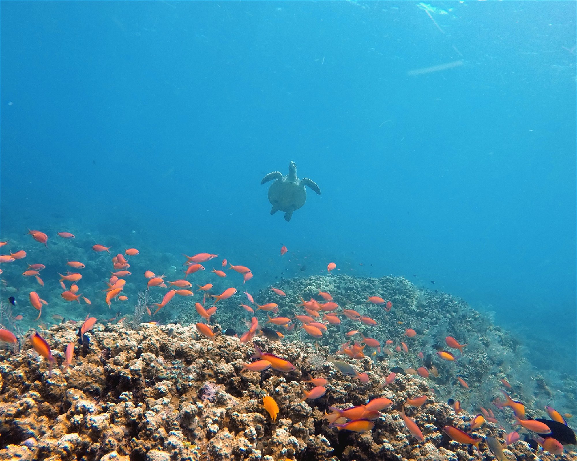 Amed Jepun Divers, 80852 Amed, Karangasem