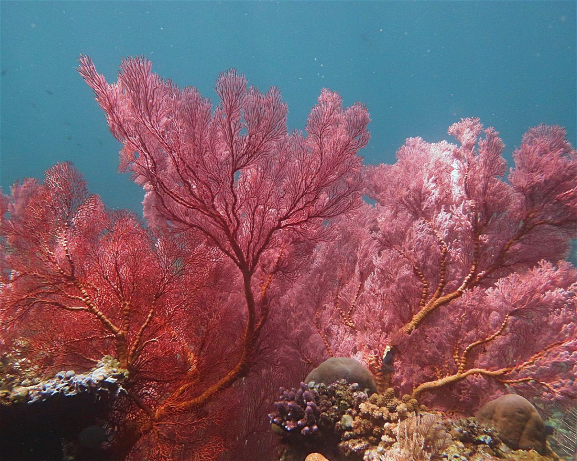 Amed Jepun Divers, 80852 Amed, Karangasem