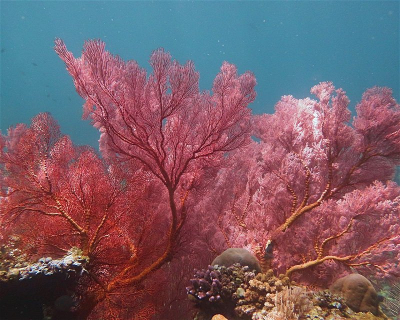 Divesite Image