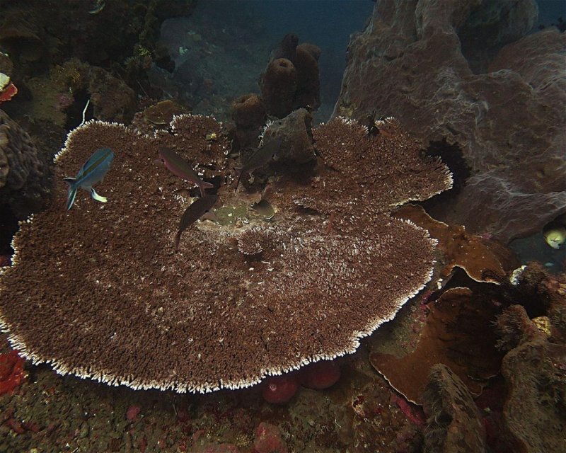 Divesite Image