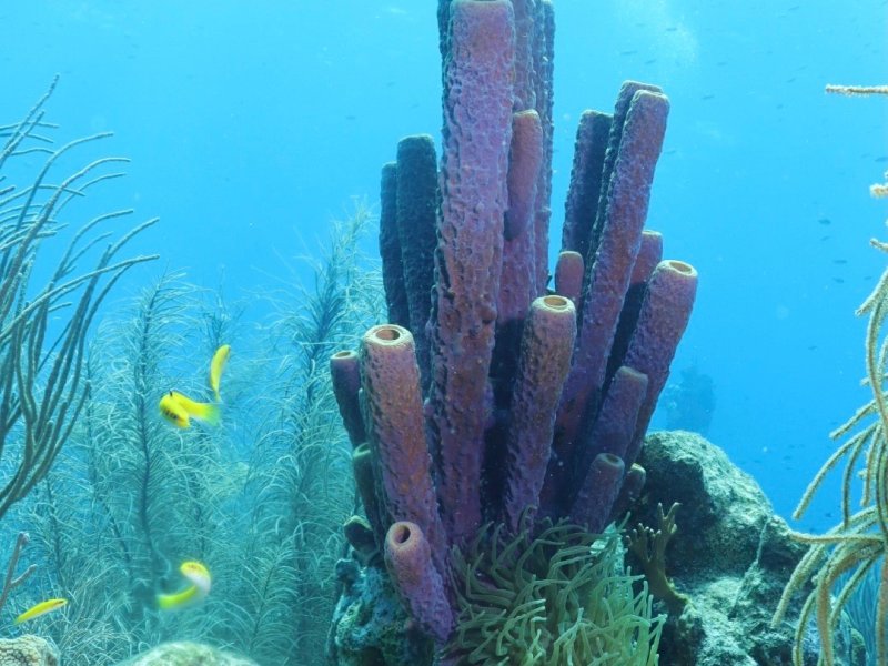 Divesite Image