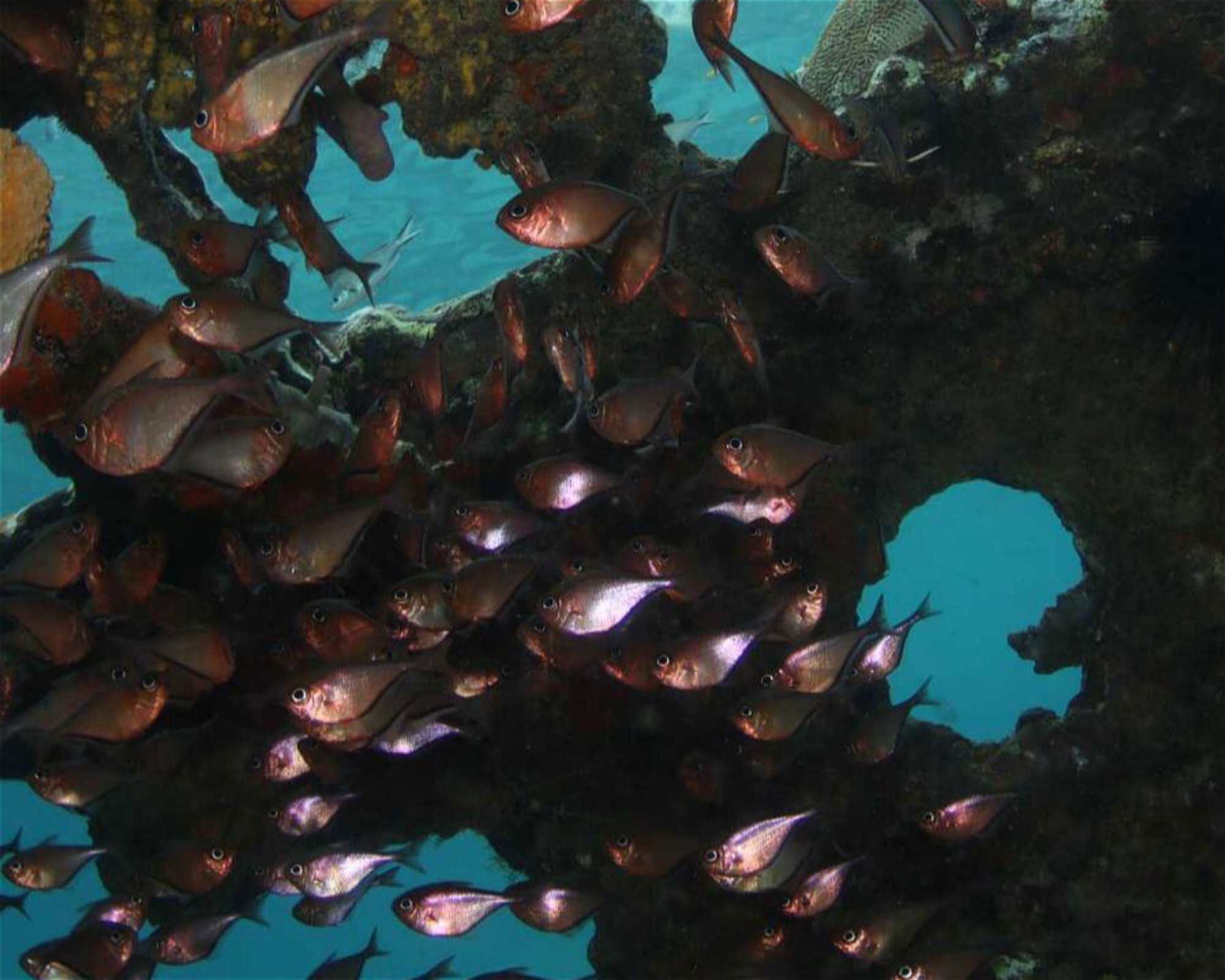 Scubaçao, Willemstad