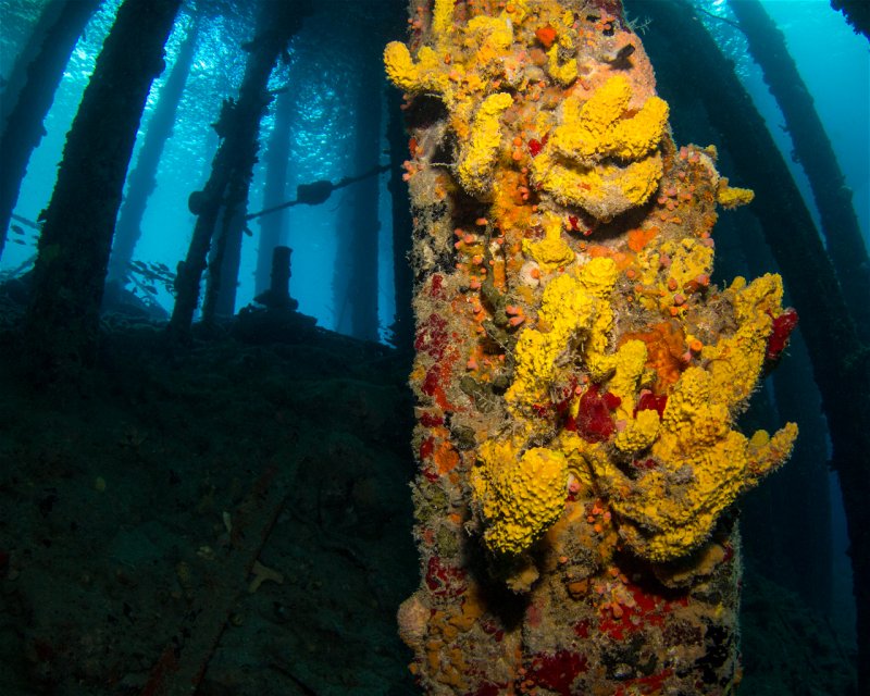 Divesite Image