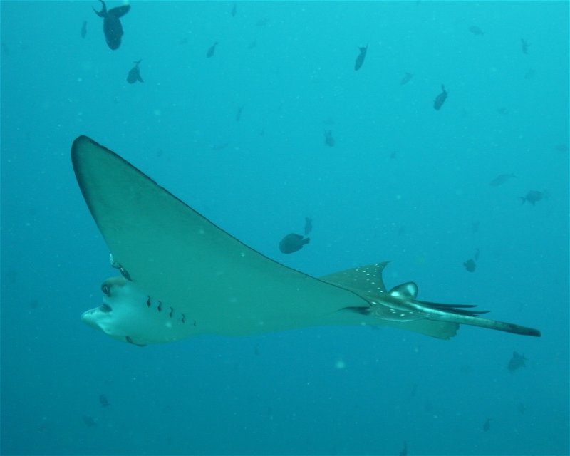 Divesite Image