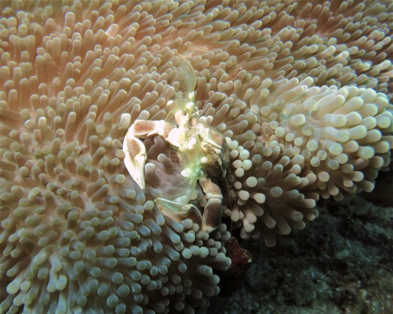 Divesite Image