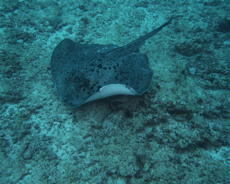 Divesite Image