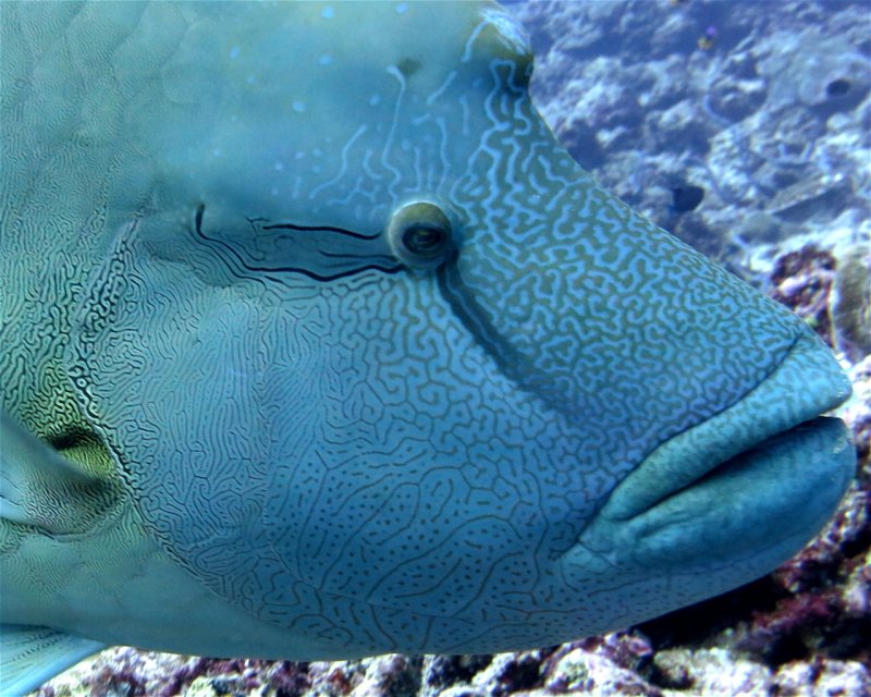 Divesite Image