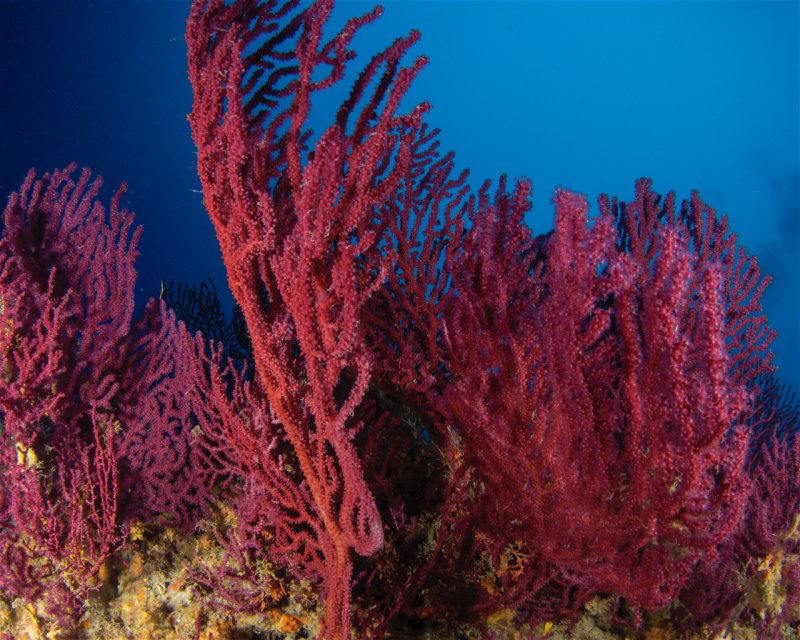 Divesite Image