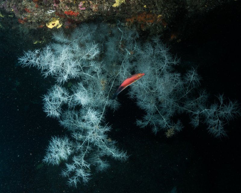 Divesite Image