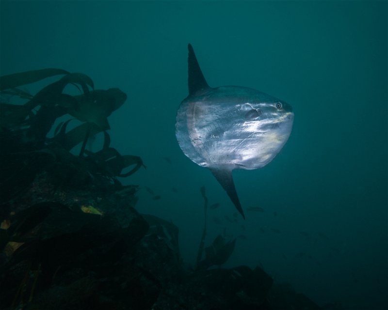 Divesite Image