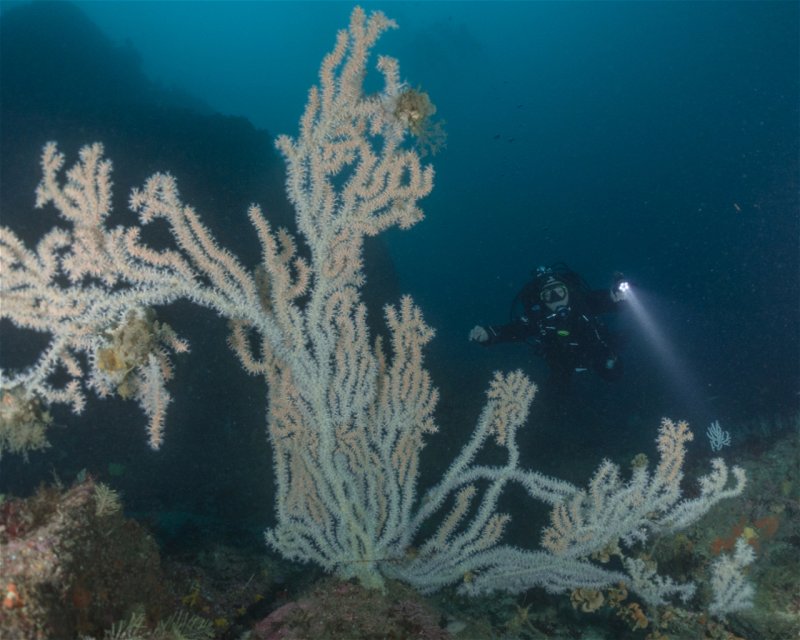 Divesite Image
