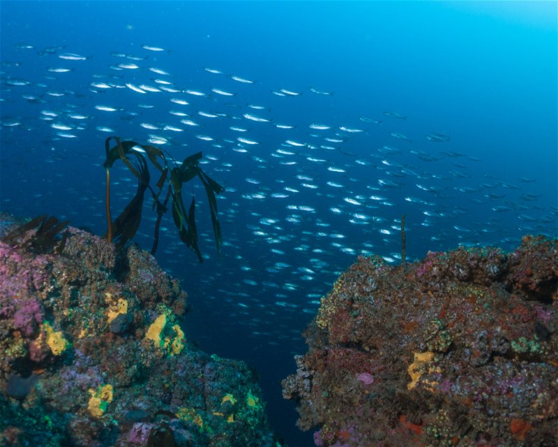 Divesite Image