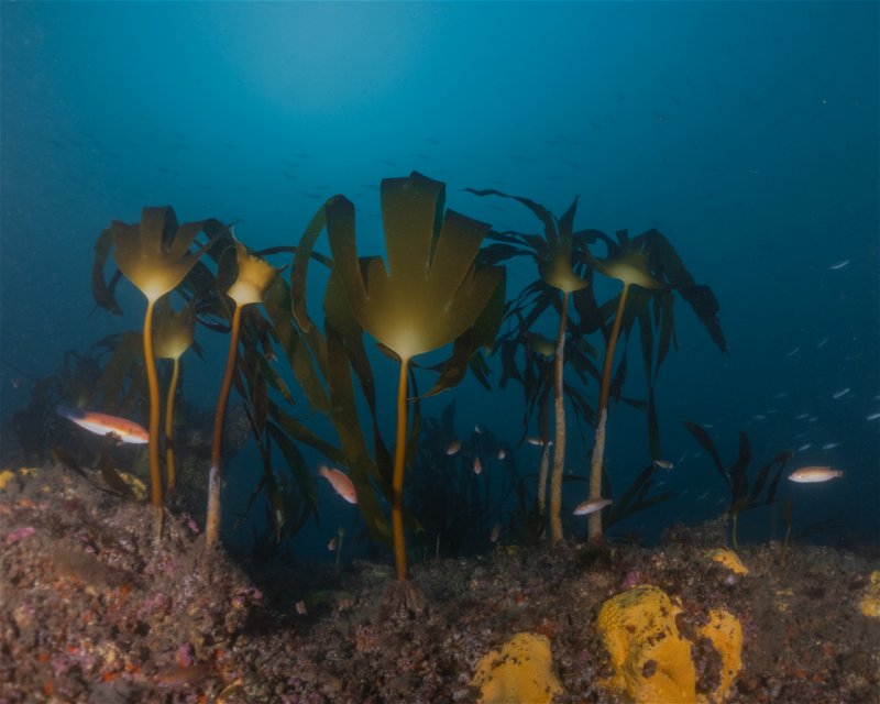 Divesite Image