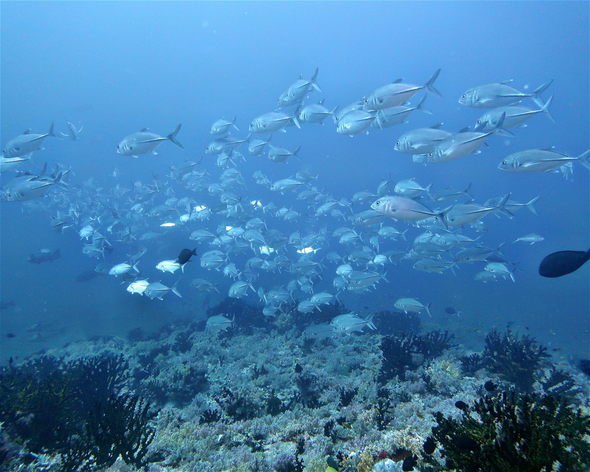 DivePoint Hudhuran Fushi, 20193 Male