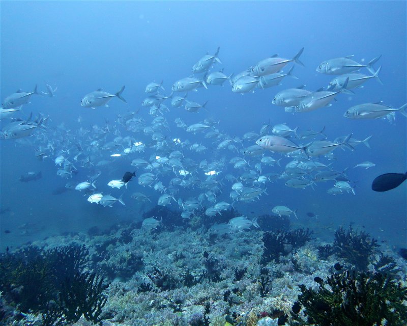 Divesite Image