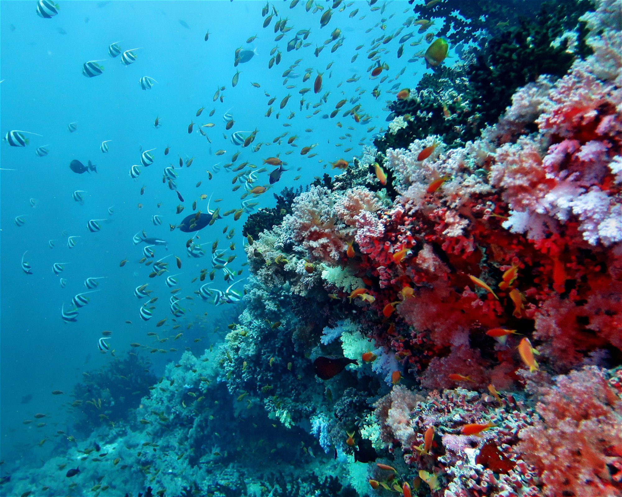 DivePoint Hudhuran Fushi, 20193 Male