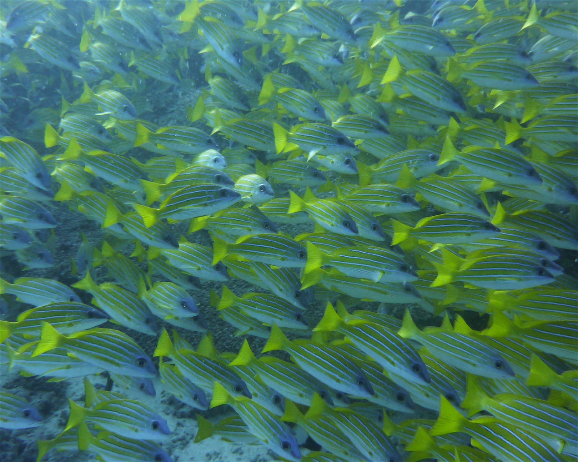 DivePoint Hudhuran Fushi, 20193 Male