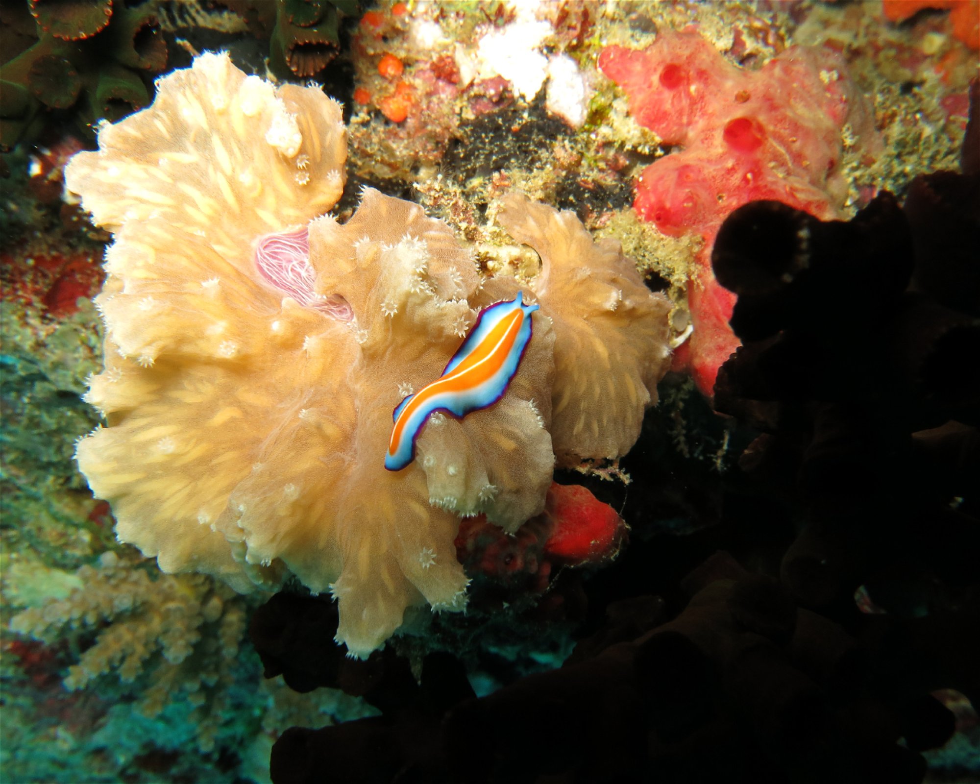 DivePoint Hudhuran Fushi, 20193 Male