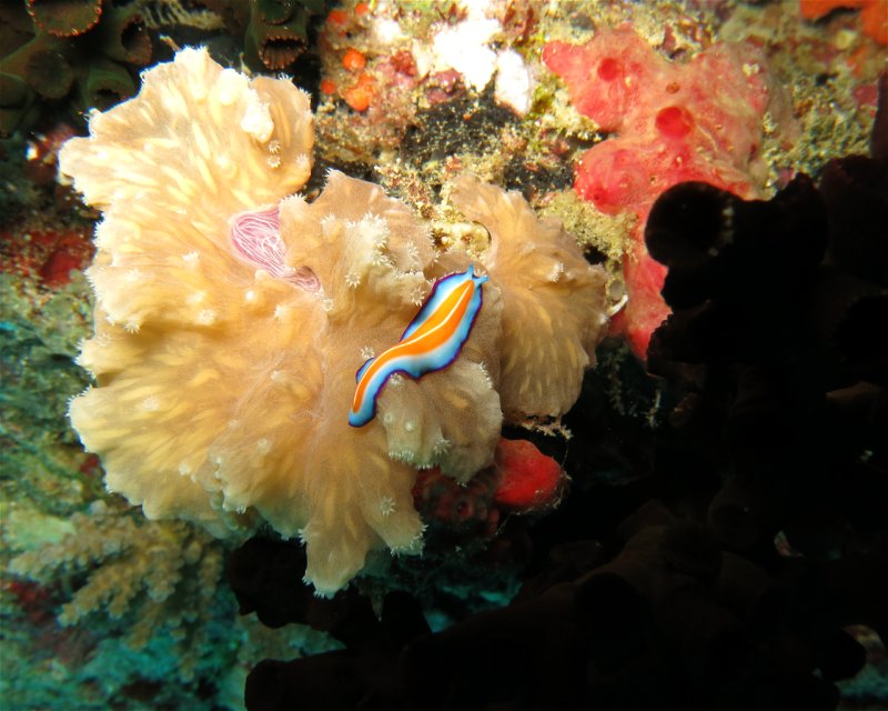 Divesite Image