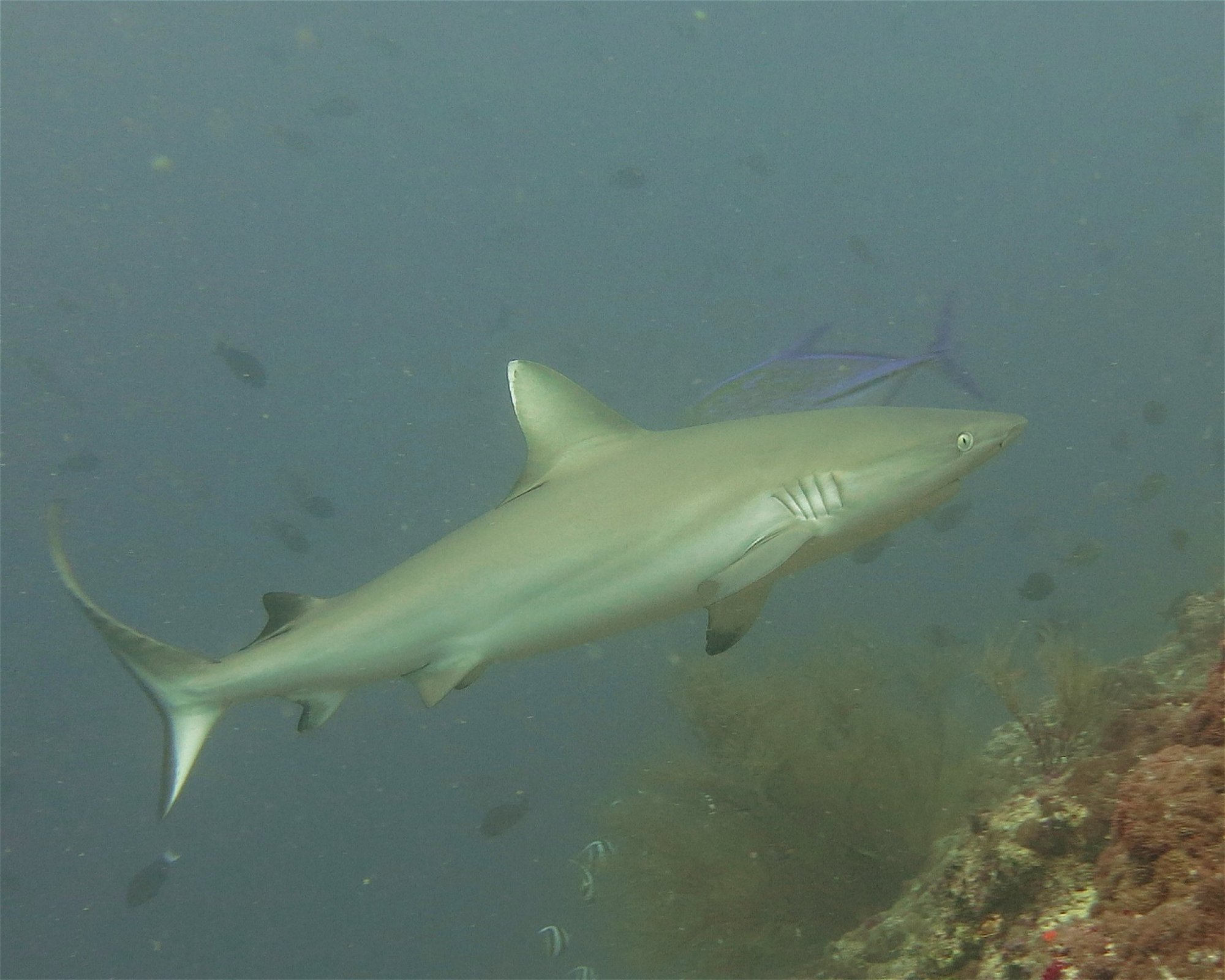 DivePoint Hudhuran Fushi, 20193 Male