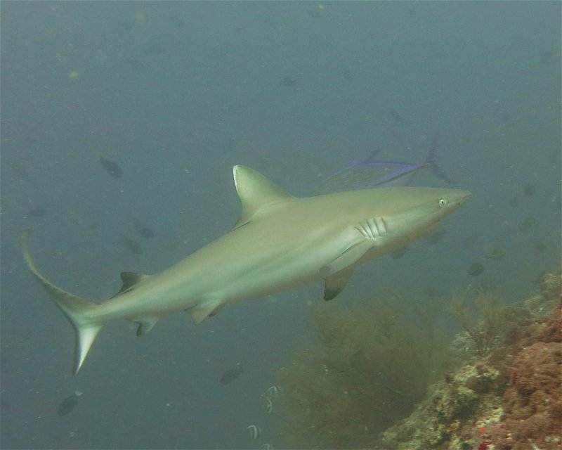 Divesite Image