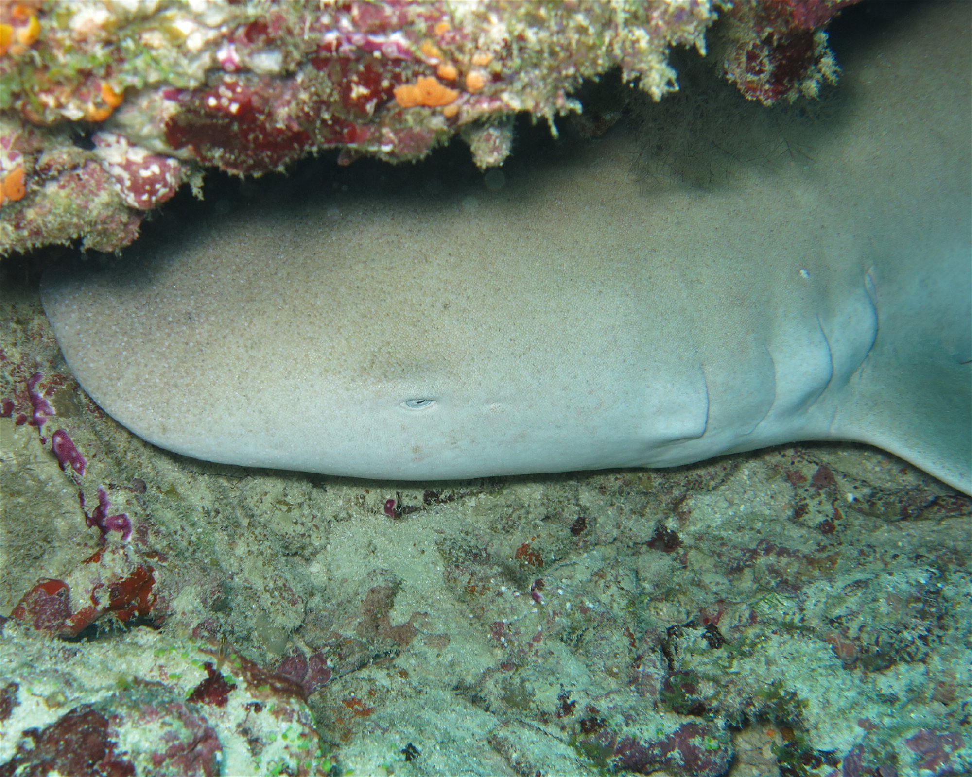 DivePoint Hudhuran Fushi, 20193 Male
