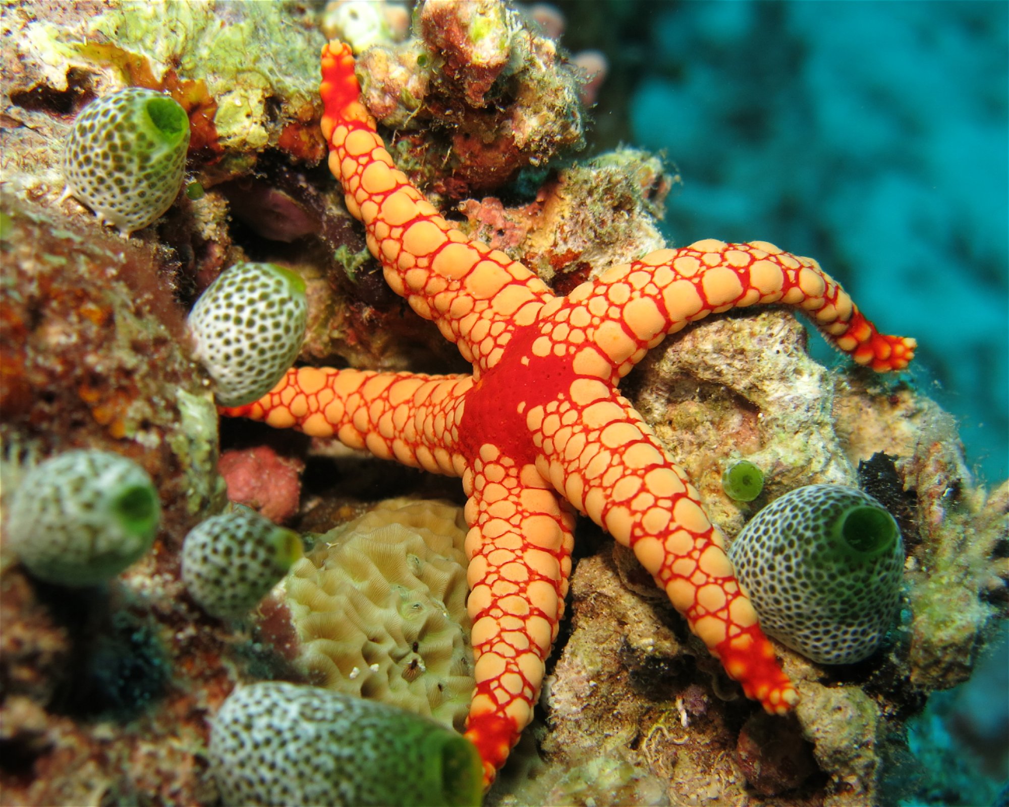 DivePoint Hudhuran Fushi, 20193 Male