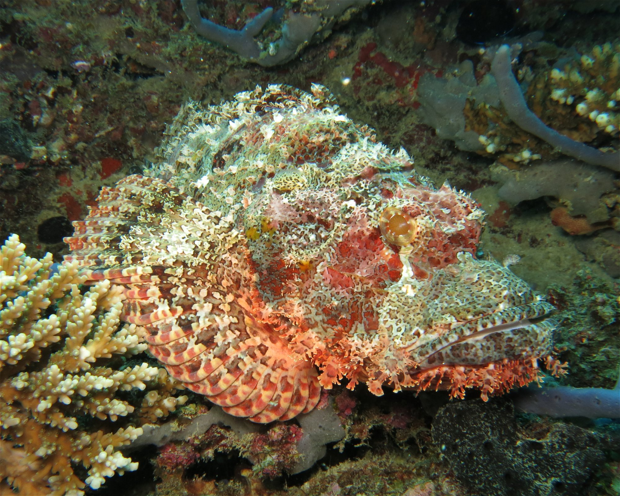 DivePoint Hudhuran Fushi, 20193 Male