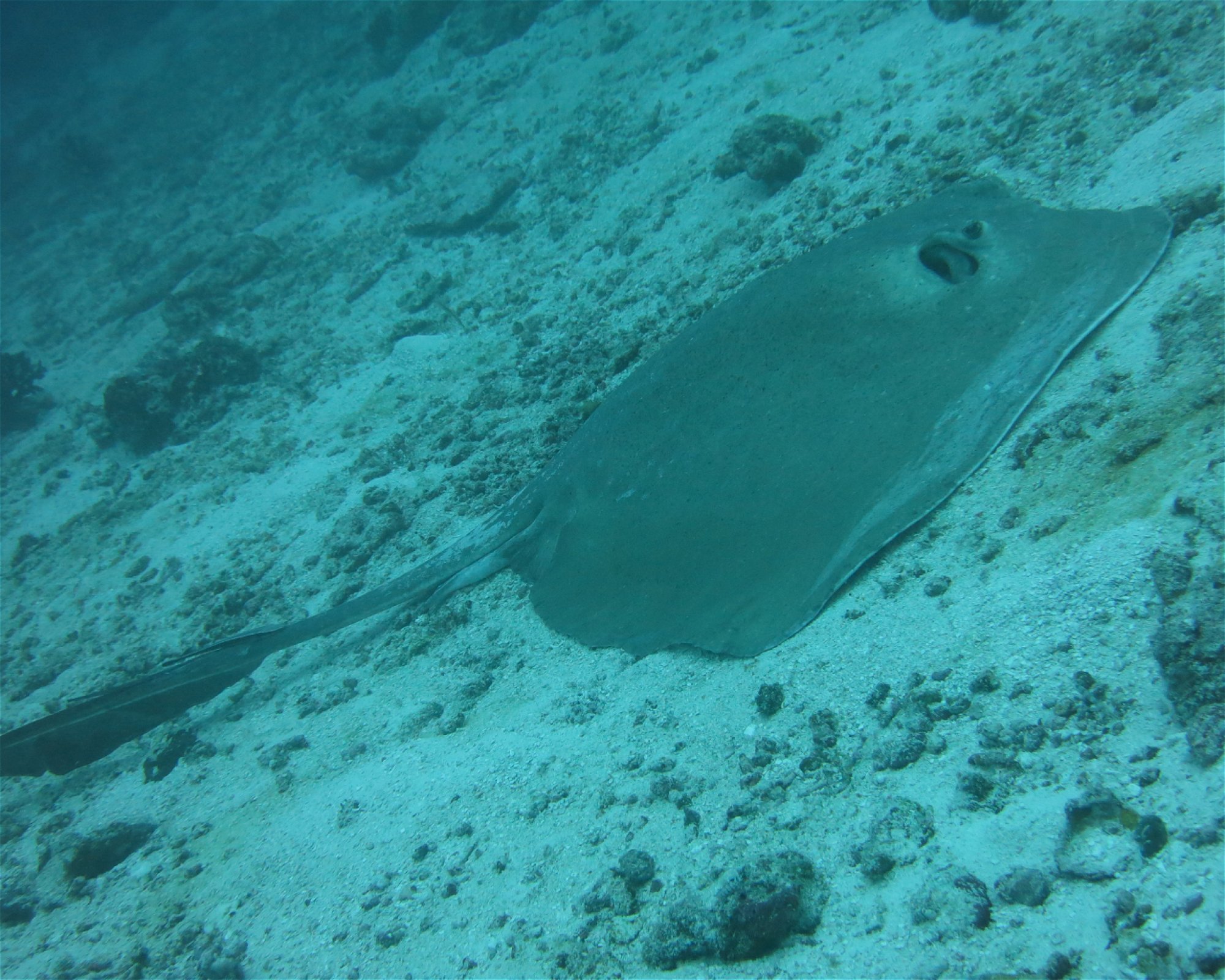 DivePoint Hudhuran Fushi, 20193 Male