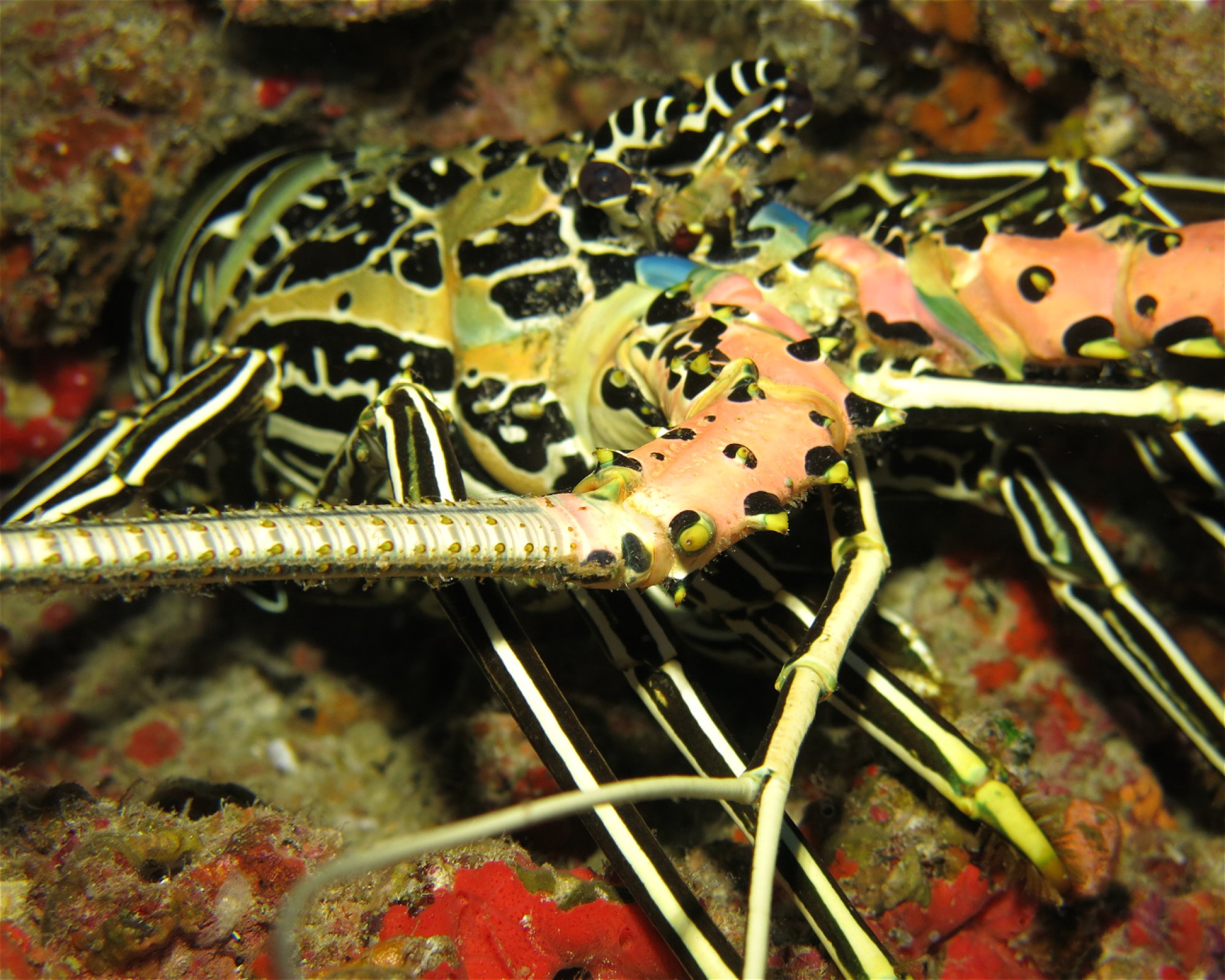 DivePoint Hudhuran Fushi, 20193 Male