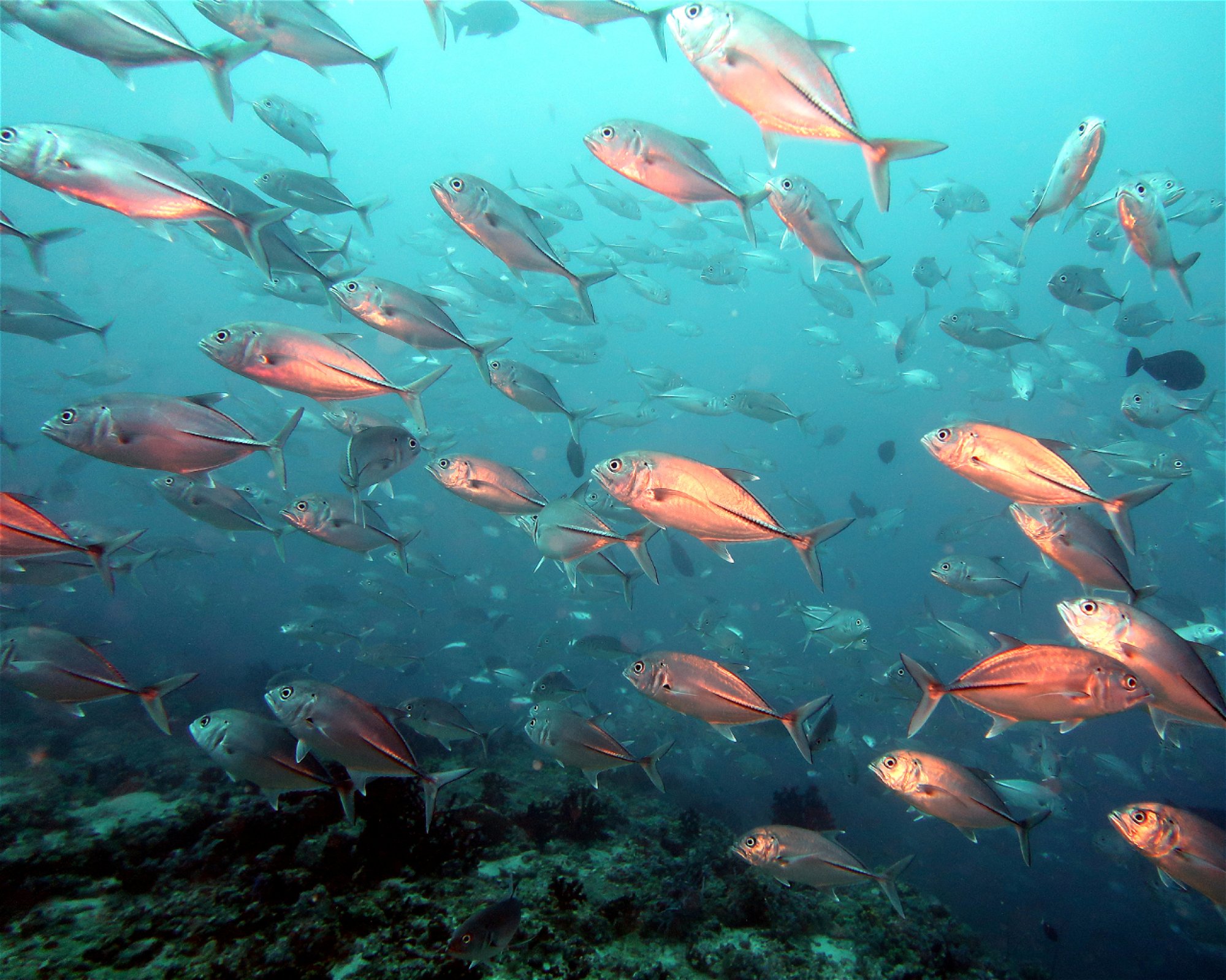 DivePoint Hudhuran Fushi, 20193 Male