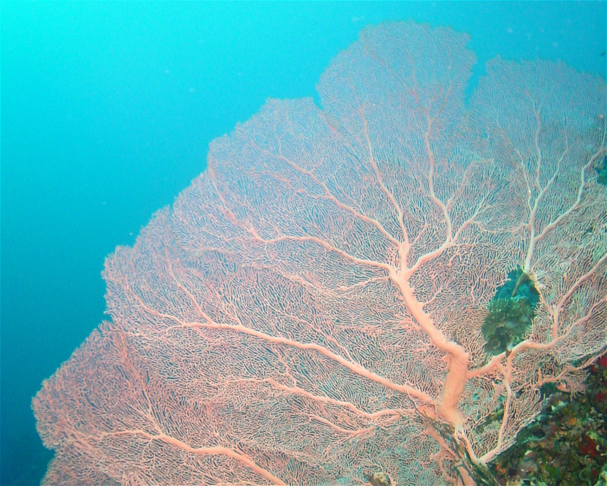 DivePoint Hudhuran Fushi, 20193 Male