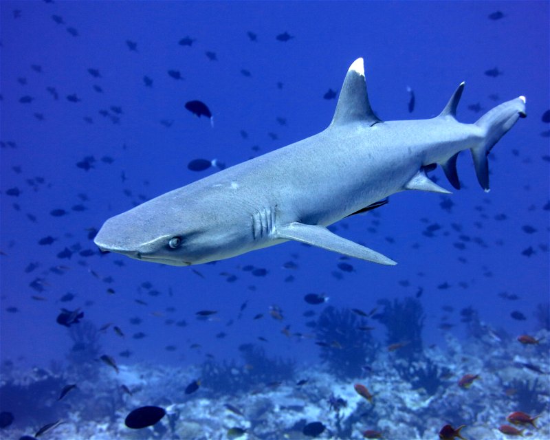Divesite Image