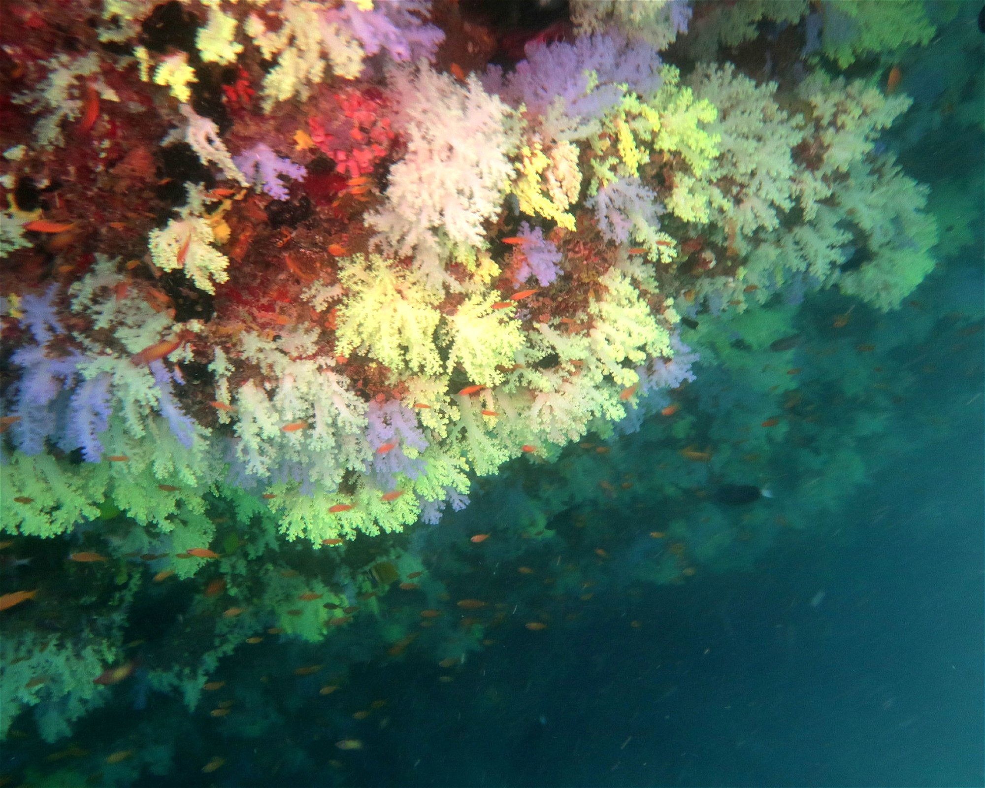 DivePoint Hudhuran Fushi, 20193 Male