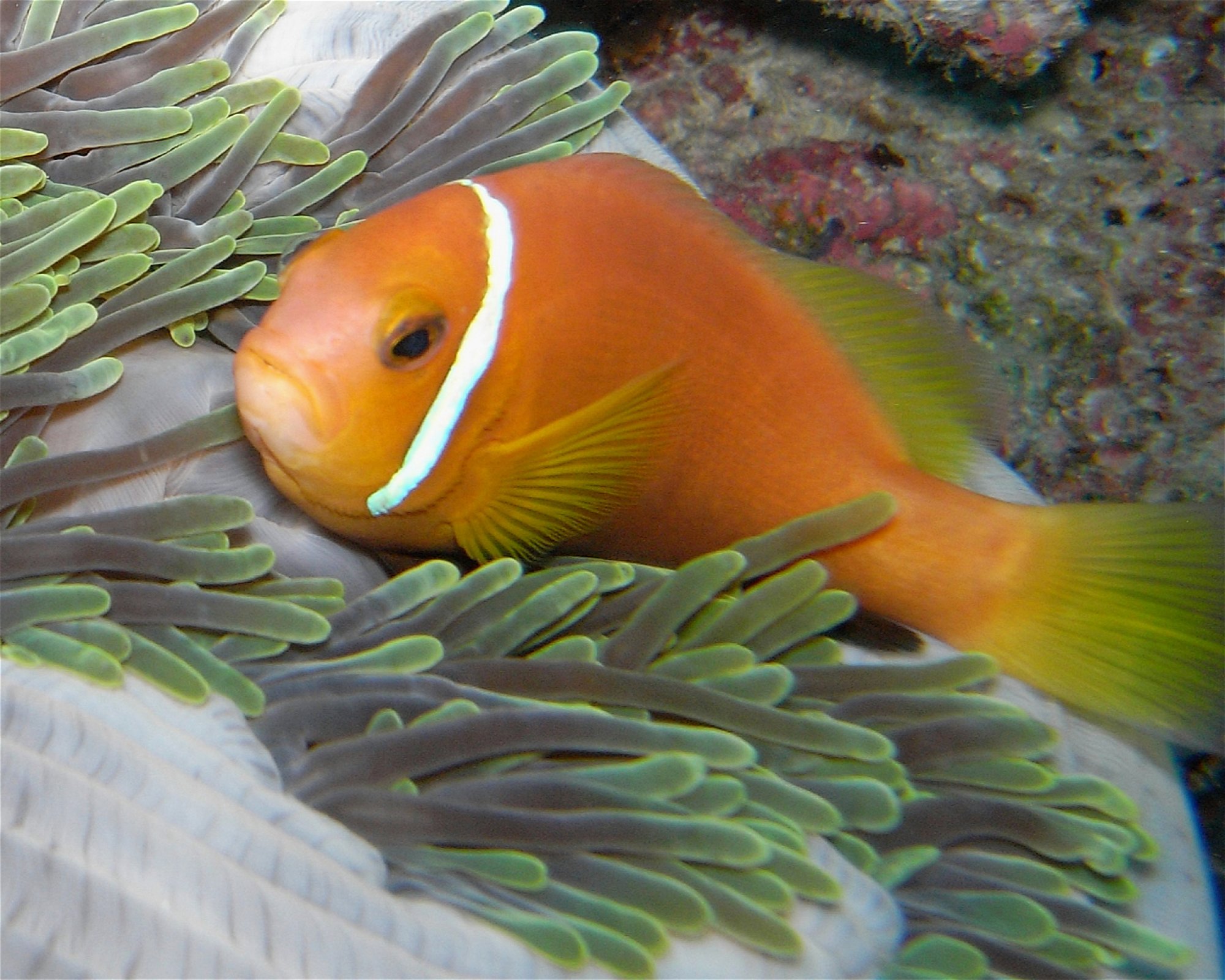 DivePoint Hudhuran Fushi, 20193 Male
