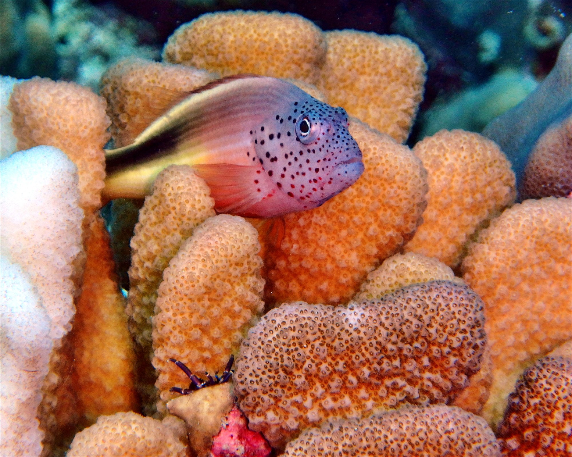 DivePoint Hudhuran Fushi, 20193 Male