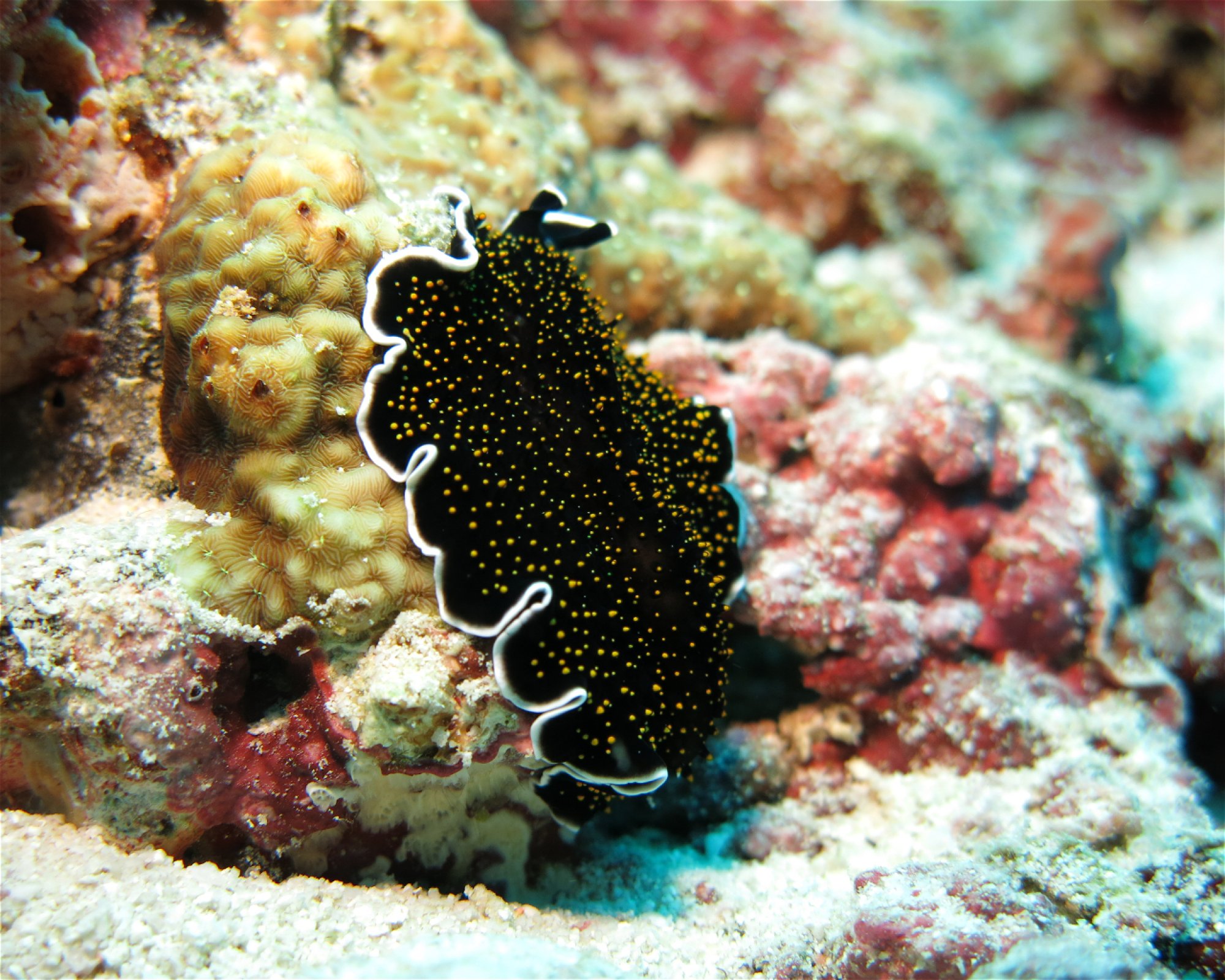 DivePoint Hudhuran Fushi, 20193 Male