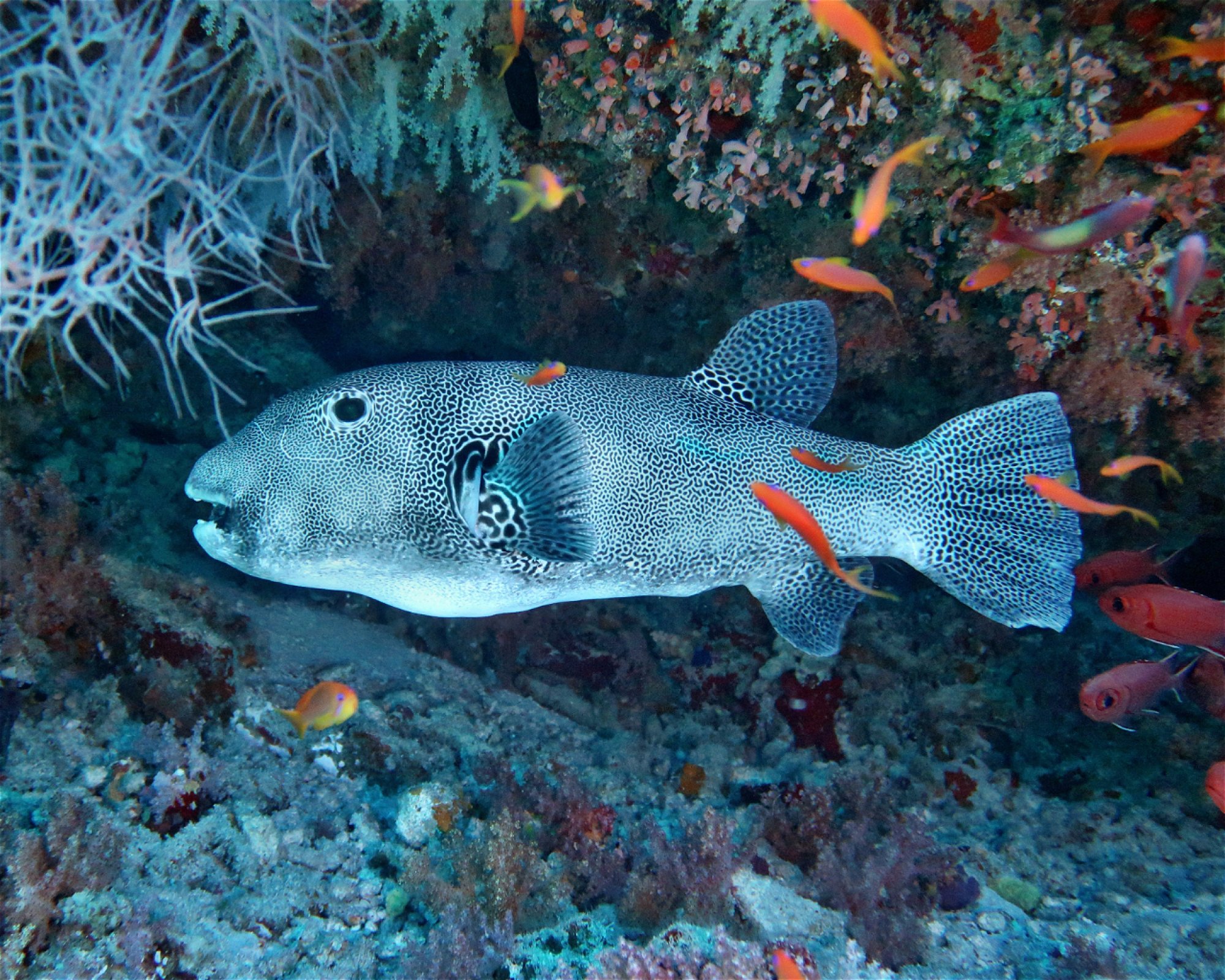 DivePoint Hudhuran Fushi, 20193 Male
