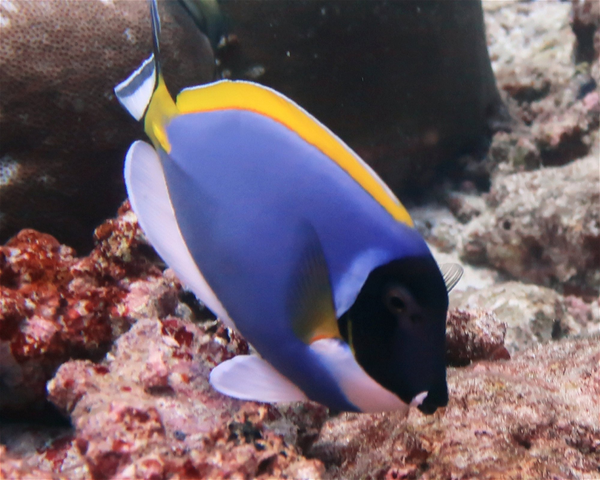 DivePoint Hudhuran Fushi, 20193 Male