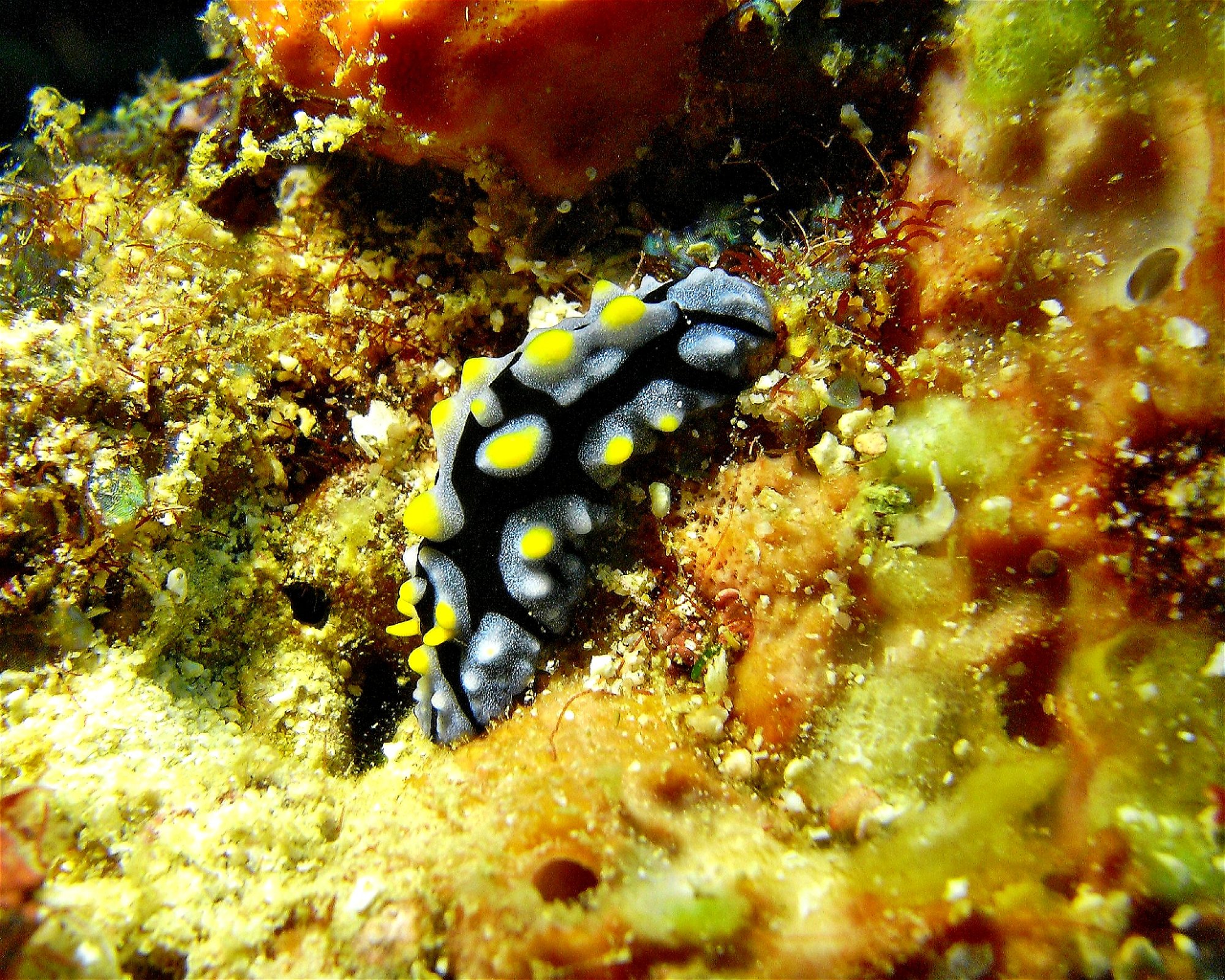 DivePoint Hudhuran Fushi, 20193 Male