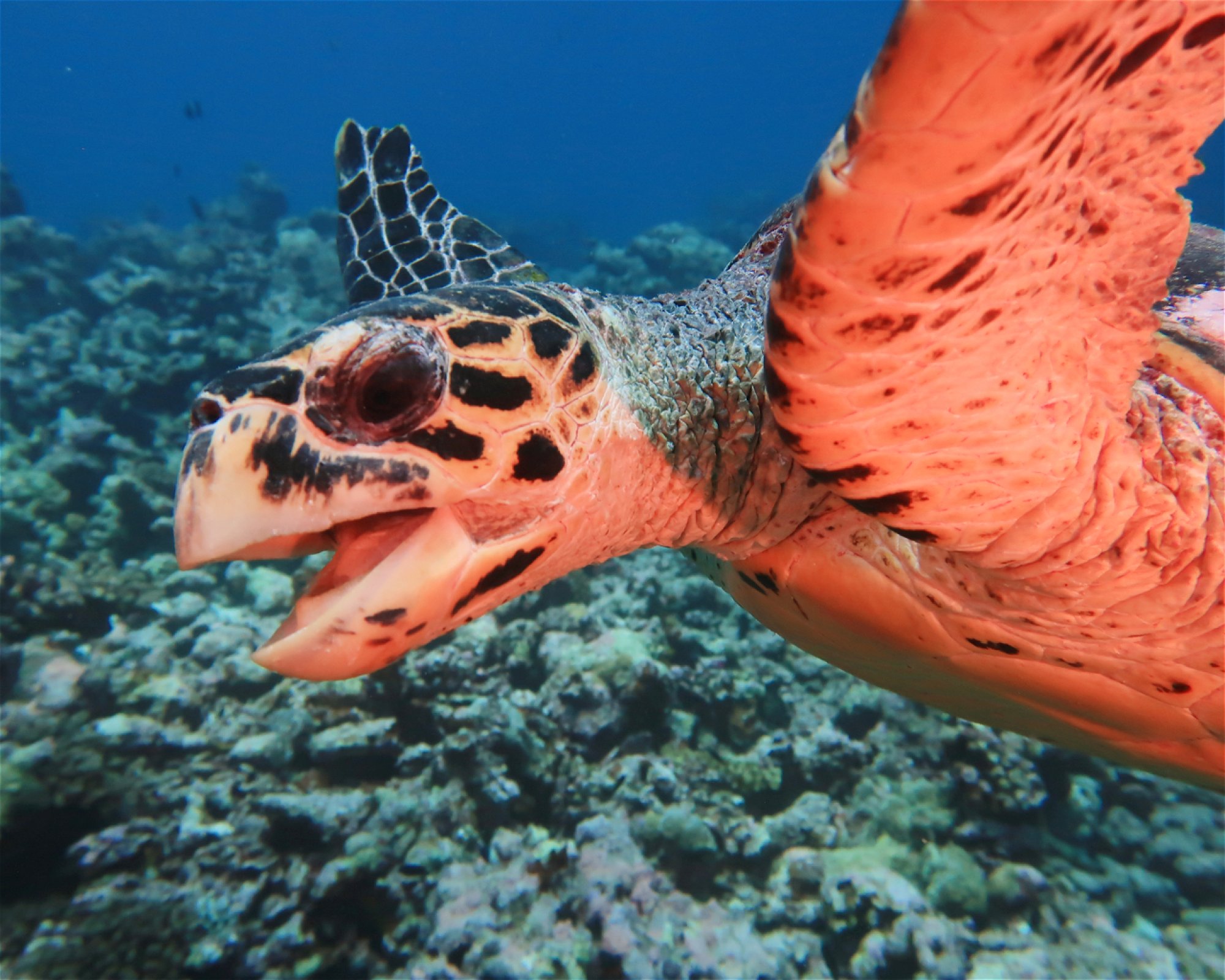 DivePoint Hudhuran Fushi, 20193 Male