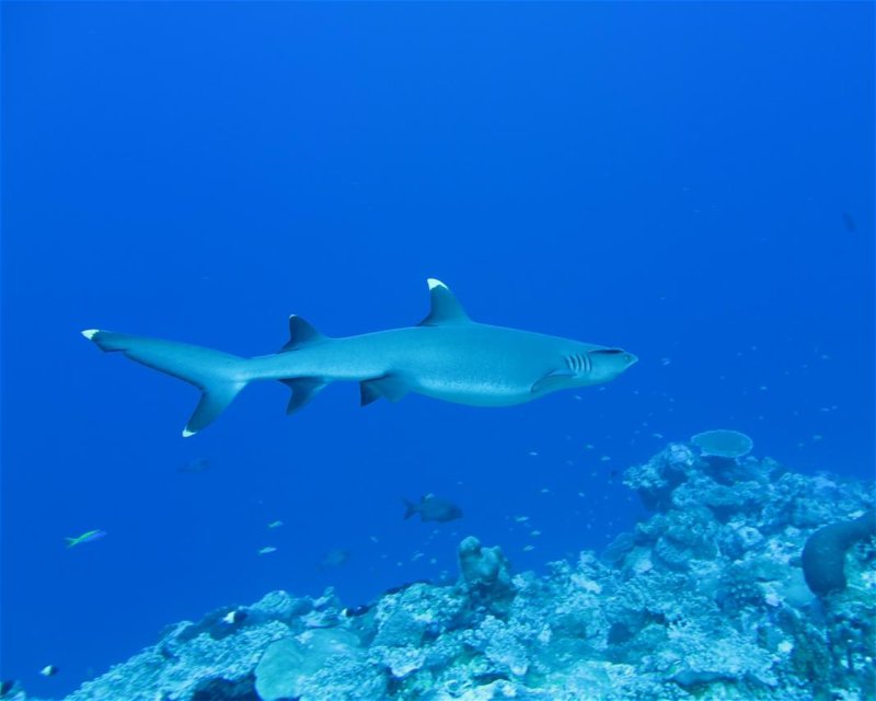 Divesite Image
