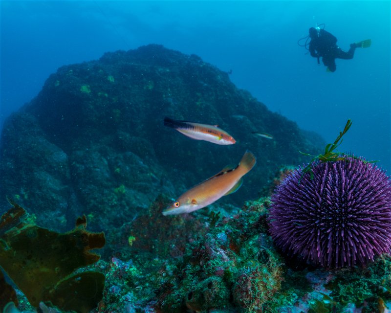 Divesite Image