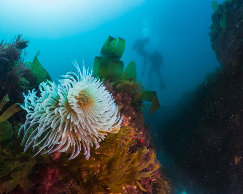 Divesite Image