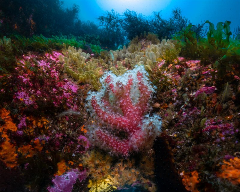 Divesite Image