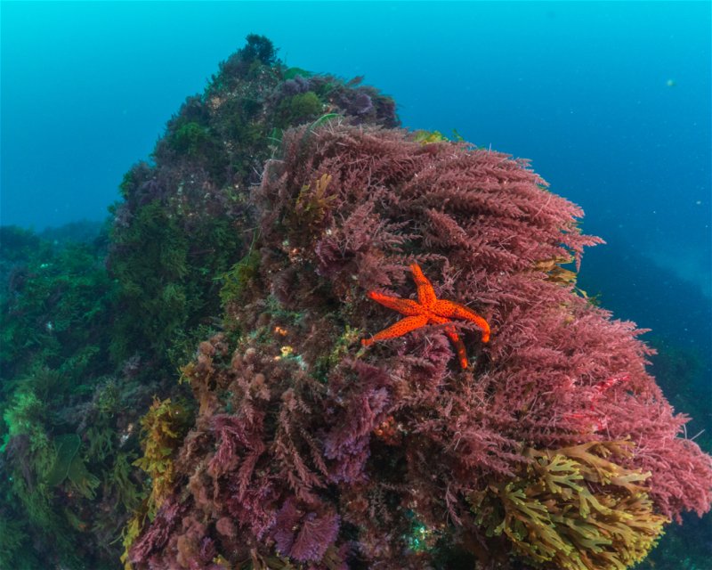 Divesite Image